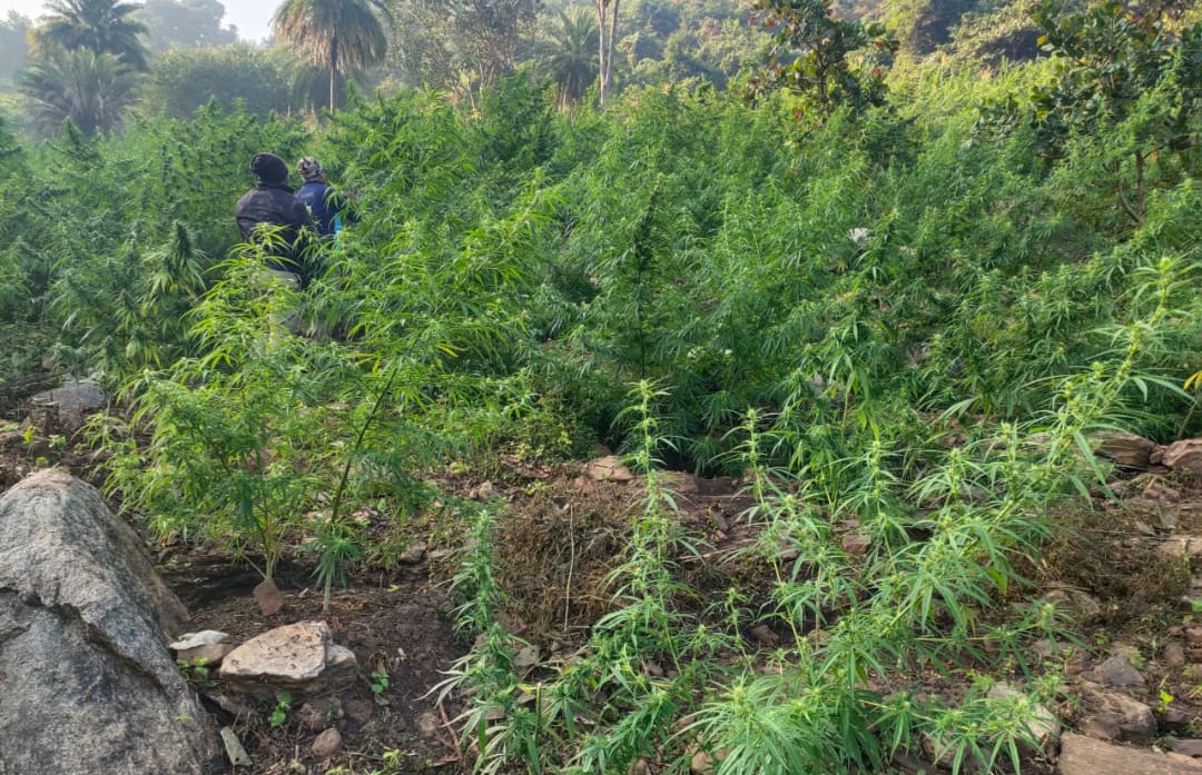 ପ୍ରଶାସନର ମିଳିତ ଚଢାଉ ,୨ କୋଟିର ଗଞ୍ଜେଇ ଚାଷ ନଷ୍ଟ 1 WhatsApp Image 2020 12 19 at 8.05.03 PM