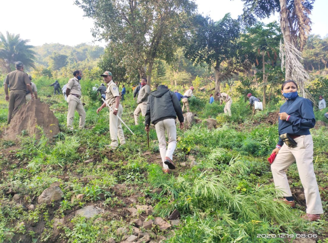 ପ୍ରଶାସନର ମିଳିତ ଚଢାଉ ,୨ କୋଟିର ଗଞ୍ଜେଇ ଚାଷ ନଷ୍ଟ 2 WhatsApp Image 2020 12 19 at 8.05.04 PM